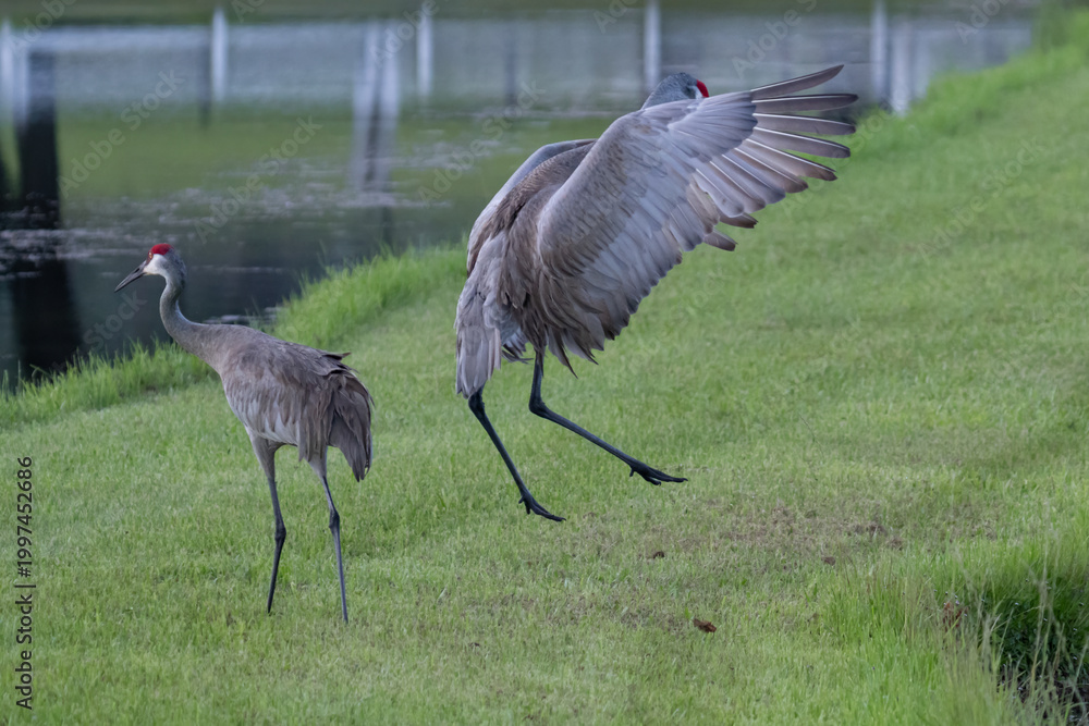 Fototapeta premium Sandhill Crane Spreading Wings Beside Another Crane Near Pond