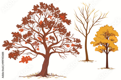 Detailed vector illustration showcasing three distinct trees displaying vibrant autumn foliage and bare branches against a clean white background