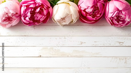 Pink peonies rest on white weathered wood
