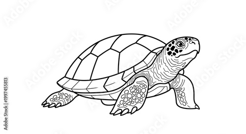 Sea Turtle Line Drawing Illustration