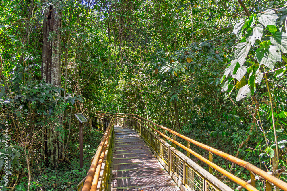 Fototapeta premium Scenic view of a metal boardwalk path winding through the dense tropical rainforest of Iguazu National Park, offering a safe trail for tourists to explore the jungle nature