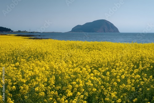 Vibrant yellow flowers field by serene ocean with distant mountain landscape