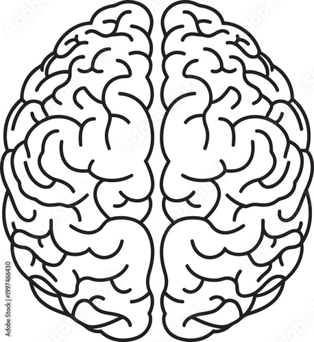 Intricate illustration of the human brain's cerebral cortex Vector