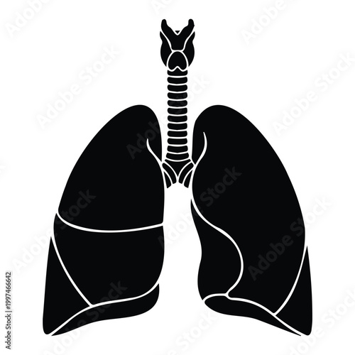 Human respiratory system lungs anatomy silhouette for medical study vector illustration art.