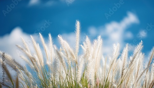 white grass flower under soft blue sky
