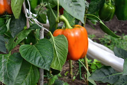 Ripe Orange Bell Pepper Growing in a Garden front view