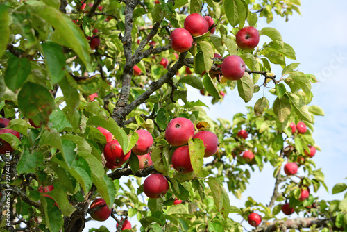 Fotografie an Apple Tree laden with red apples on the branches copy space