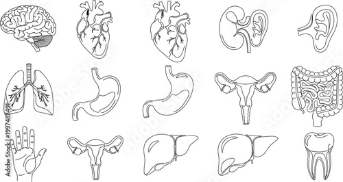 Human anatomy organ icon set medical diagram brain heart lungs stomach liver kidney intestines uterus tooth ear hand vector illustration design