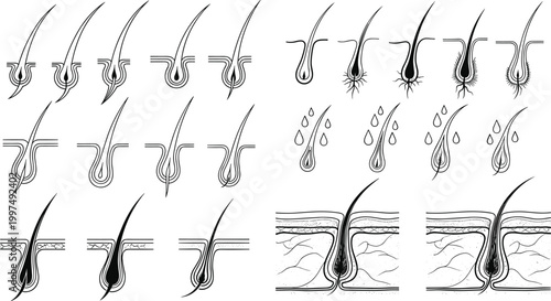 Hair Growth and Follicle Development Icons Featuring Various Stages of Hair in Minimalist Line Art Style