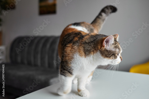Calico cat with distinctive markings exploring a white table in a modern living room with a gray sofa and yellow chair in the background