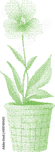 Green potted orchid with delicate petals and leaves in a minimalist dot pattern