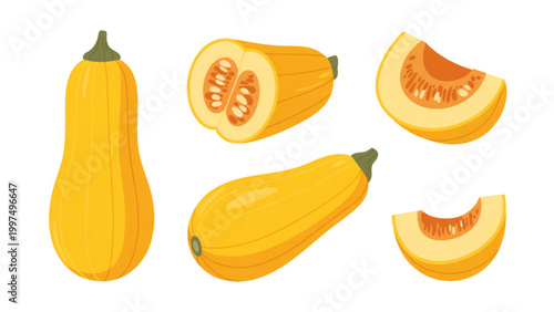 Colorful flat illustration of pumpkin and squash fruits in different shapes and slices Vector