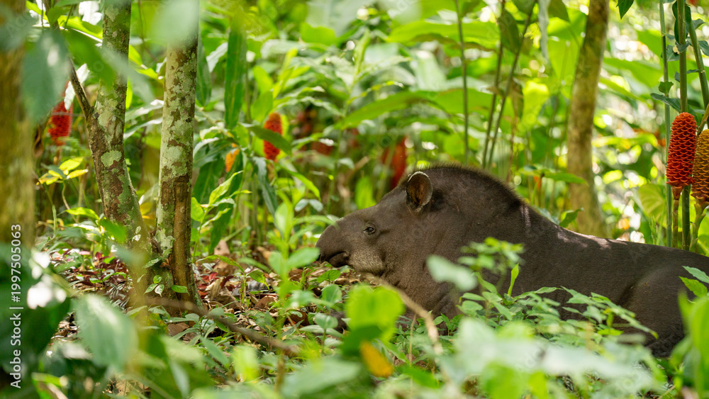 Φωτογραφία Tapir in the Amazon Jungle.