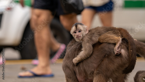 Canvastavla Monkeys roaming the streets of Ecuador.