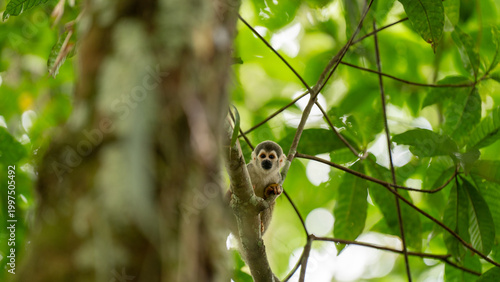 Monkeys climbing trees.