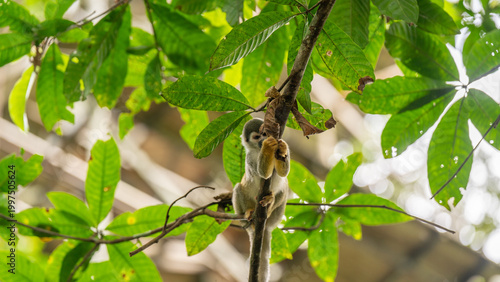Monkeys climbing trees.