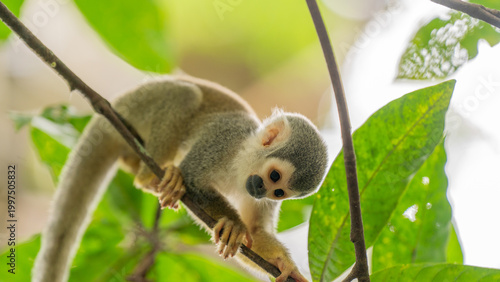Monkeys climbing trees.