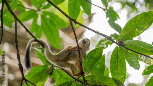 Monkeys climbing trees.