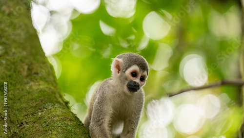 Monkeys climbing trees.