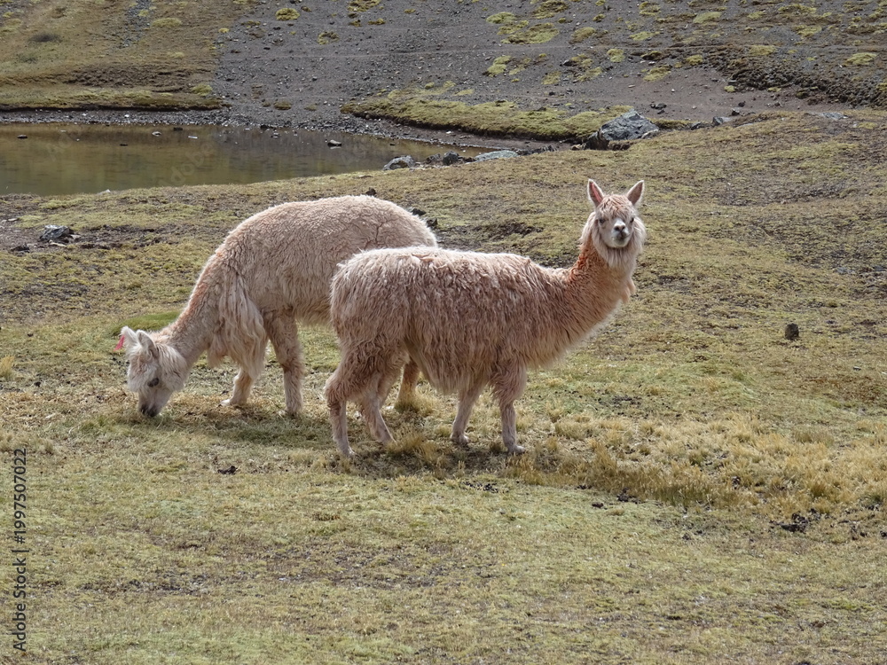 Obraz premium Fluffy Alpacas Grazing in the Peruvian Altiplano