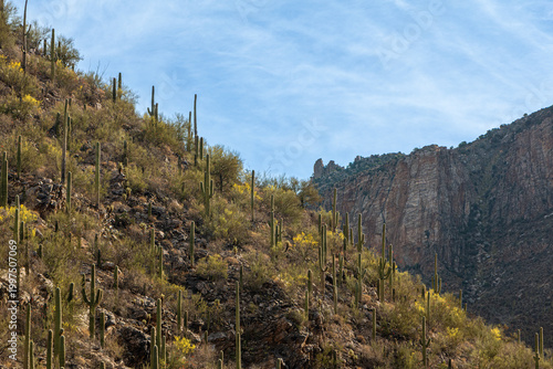 A rocky hill with abundant saguaro cactus, palo verde trees with yellow blossoms, and a mountain set against a blue sky and clouds. Sabino Canyon Recreation Area, Tucson, Arizona, USA.