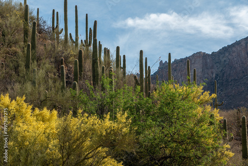 Bright yellow palo verde blossoms and saguaro cactus on a mountain, set against a blue sky with clouds. Sabino Canyon Recreation Area, Tucson, Arizona, USA.