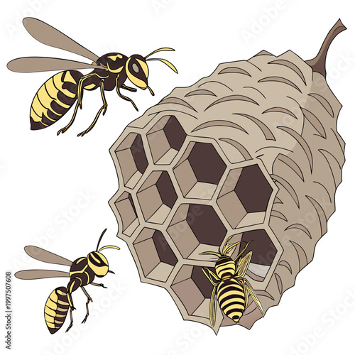 Illustration of a wasp nest with three wasps flying or crawling on it