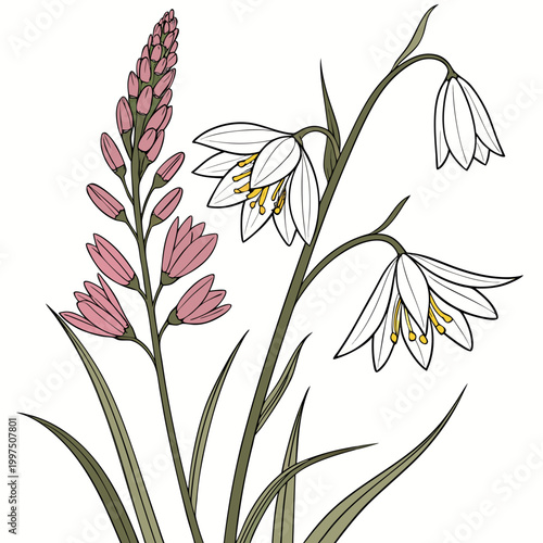 Vector illustration of snowdrops and pink flowers
