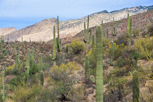 Saguaro Cacti and blooming Palo Verde trees on a hill with mountains in the background, set against a blue sky with clouds. Sabino Canyon Recreation Area, Tucson, Arizona, USA.
