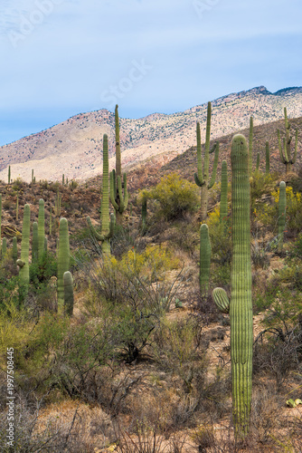 Saguaro Cacti and blooming Palo Verde trees on a hill with mountains in the background, set against a blue sky with clouds. Sabino Canyon Recreation Area, Tucson, Arizona, USA.