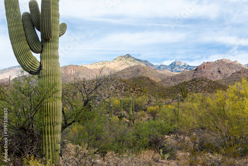A large saguaro cactus is prominent in a landscape of flowering palo verde trees, and colorful mountains set against a blue sky with clouds. Sabino Canyon Recreation Area, Tucson, Arizona, USA.