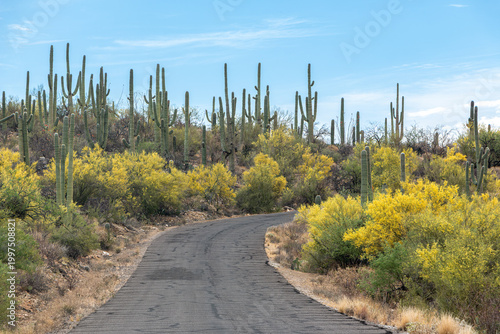 An asphalt road in Sabino Canyon Recreation Area is bordered by blooming palo verde trees and saguaro cacti. The sky is blue with clouds. Tucson, Arizona, USA.