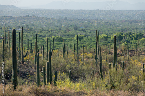 A landscape of saguaro cactus, blooming palo verde trees, and slightly noticeable rooftops, with mountains in the distance. Tucson, Arizona, USA.