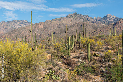 A desert mountain landscape with saguaro cactus and flowering palo verde trees set against a blue sky with clouds. Sabino Canyon, Tucson, Arizona, USA.