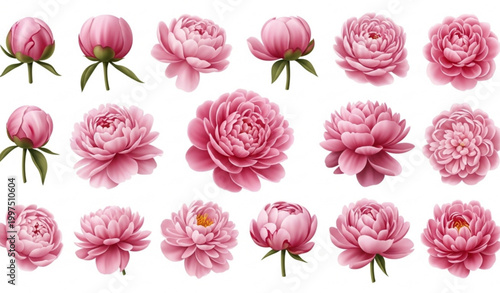 Elegant 3D pink peony flower arrangement with realistic botanical blooms vector collection
