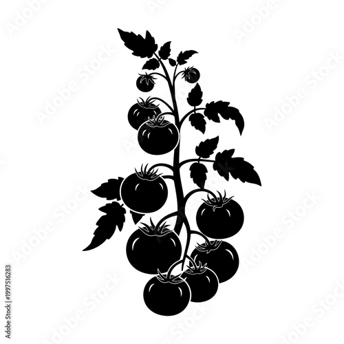 Silhouette of a tomato plant with ripe tomatoes and green leaves, isolated on white background.