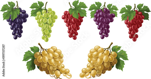 Grapes collection with red, green, purple and golden bunches, fresh juicy vineyard fruits set with leaves isolated on light background vector illustration