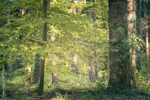 The forest landscape of Montiggl in Eppan in South Tyrol.