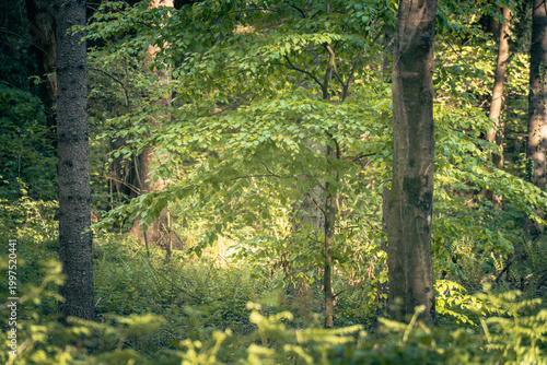 The forest landscape of Montiggl in Eppan in South Tyrol.