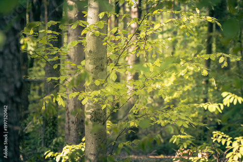 The forest landscape of Montiggl in Eppan in South Tyrol.