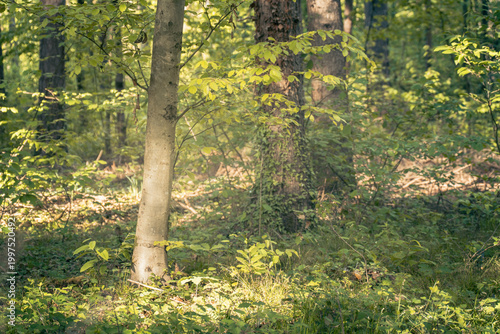The forest landscape of Montiggl in Eppan in South Tyrol.