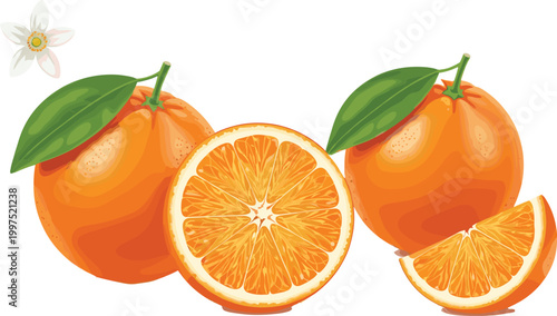 Fresh orange fruit vector illustration with whole, sliced and wedge citrus pieces, realistic juicy texture, leaves and blossom isolated on white background