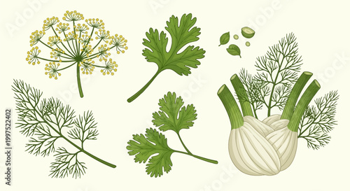 Stylized botanical vector illustration featuring fresh culinary herbs including a yellow dill flower umbel, green dill leaves, coriander sprigs, and a whole fennel bulb on white.