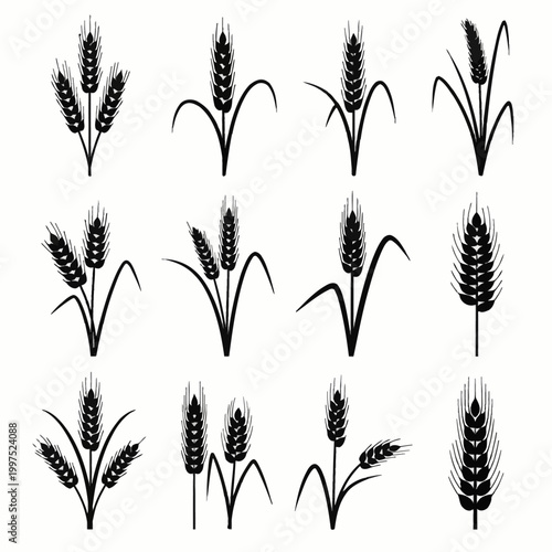 ears of wheat vector