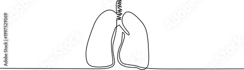 Human lungs diagram with trachea and bronchi Vector