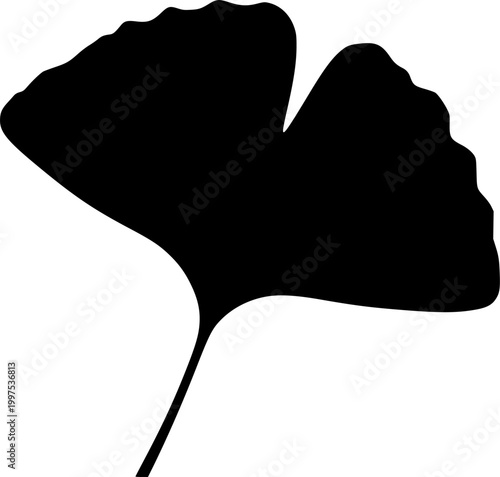 Ginkgo biloba leaf silhouette, black shadow, outline profile isolated on white background
