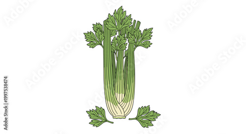 Fresh green celery stalk with detailed textures and separate leaves as a healthy food ingredient for cooking and nutrition.