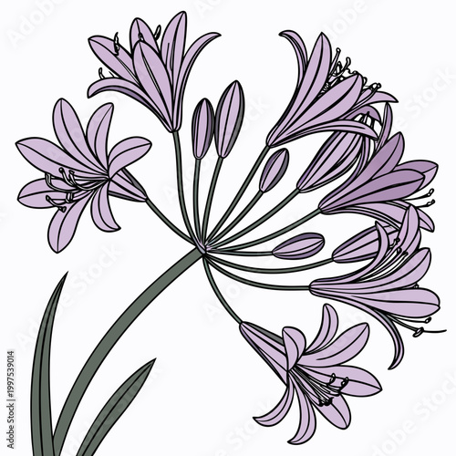 detailed botanical vector of blooming purple flowers with green stems and buds high quality professional modern elegant stylish clean crisp vibrant colorful digital creative innovative contemporary