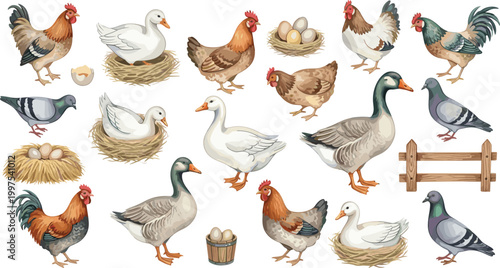 Cuadro en lienzo Farm animals vector collection featuring chickens ducks pigeons nests eggs fence