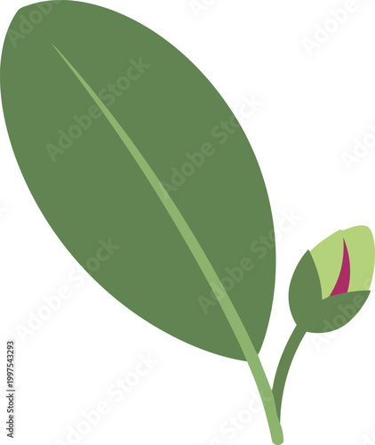 Green leaf and flower bud plant nature 1 botany